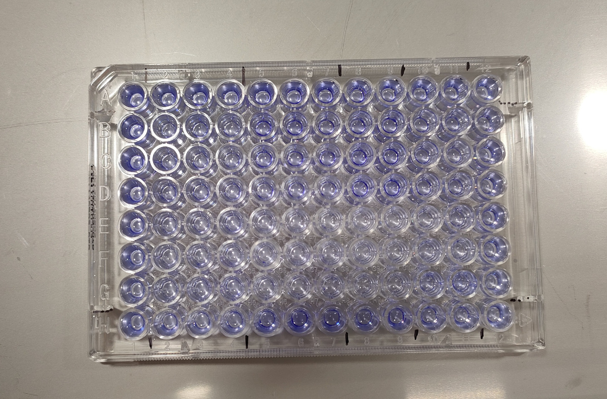 Изучение действия лектина CGL на биопленки золотистого стафилококка. Источник: Татьяна Мизгина / Тихоокеанский институт биоорганической химии имени Г.Б. Елякова ДВО РАН