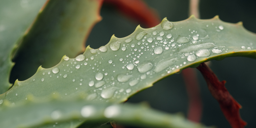 Имеет ли смысл делать гидролат алоэ вера?