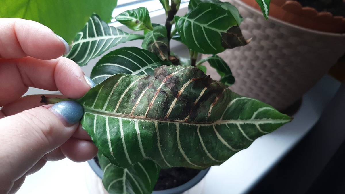 Фото: Ольга Романовская