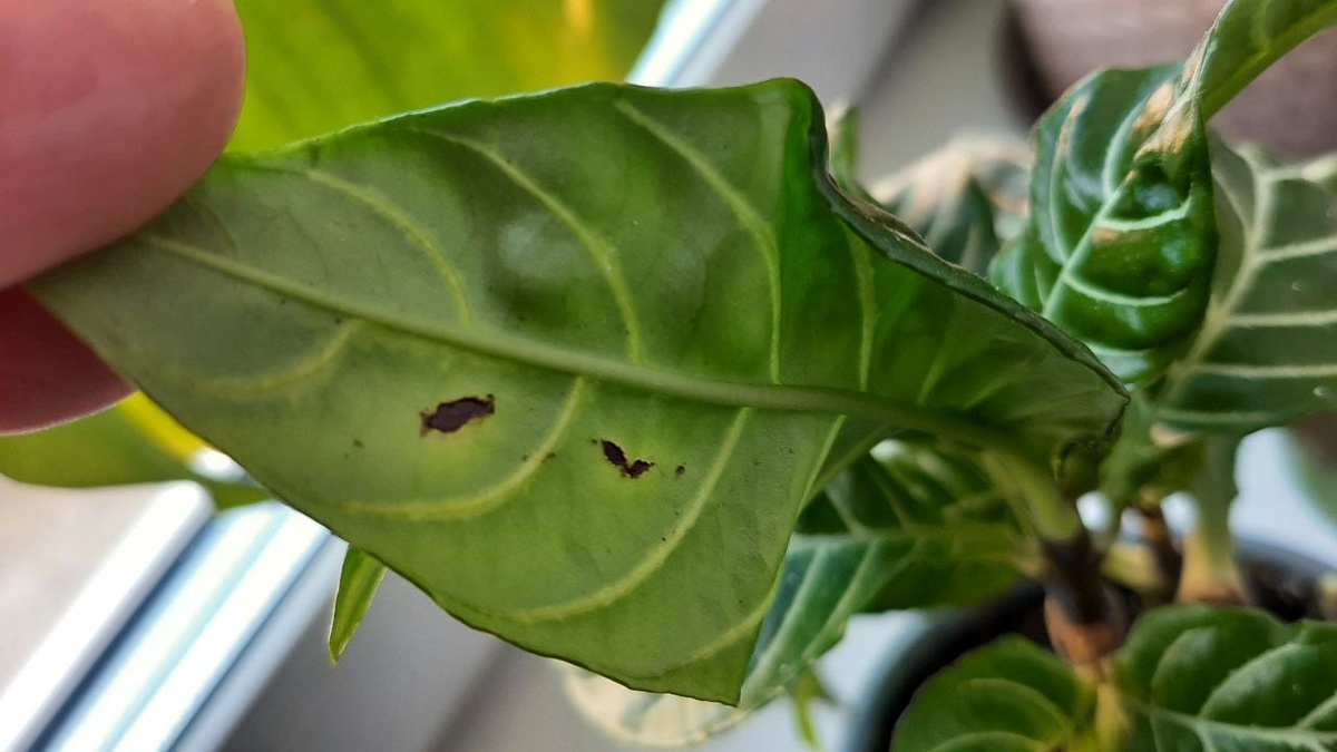 Фото: Ольга Романовская