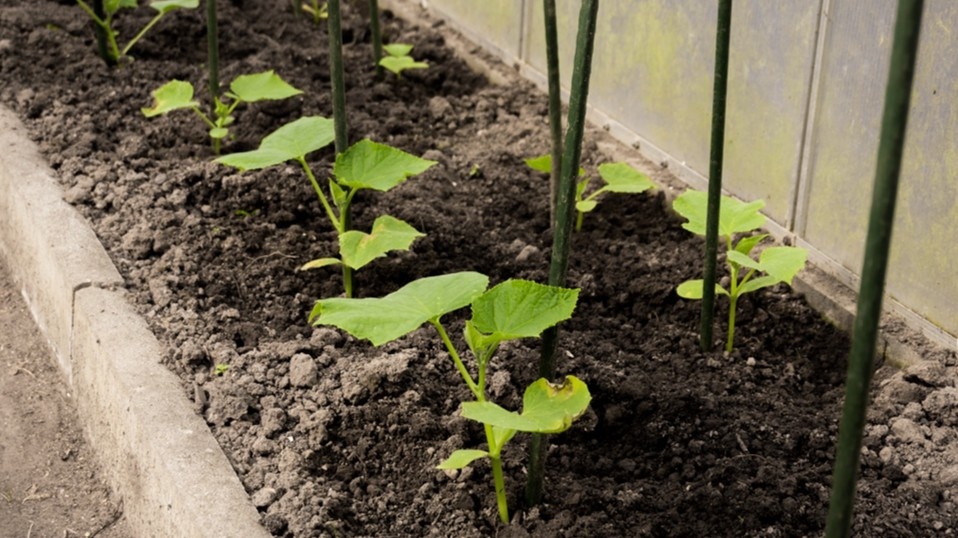 Грядка с моими огурцами