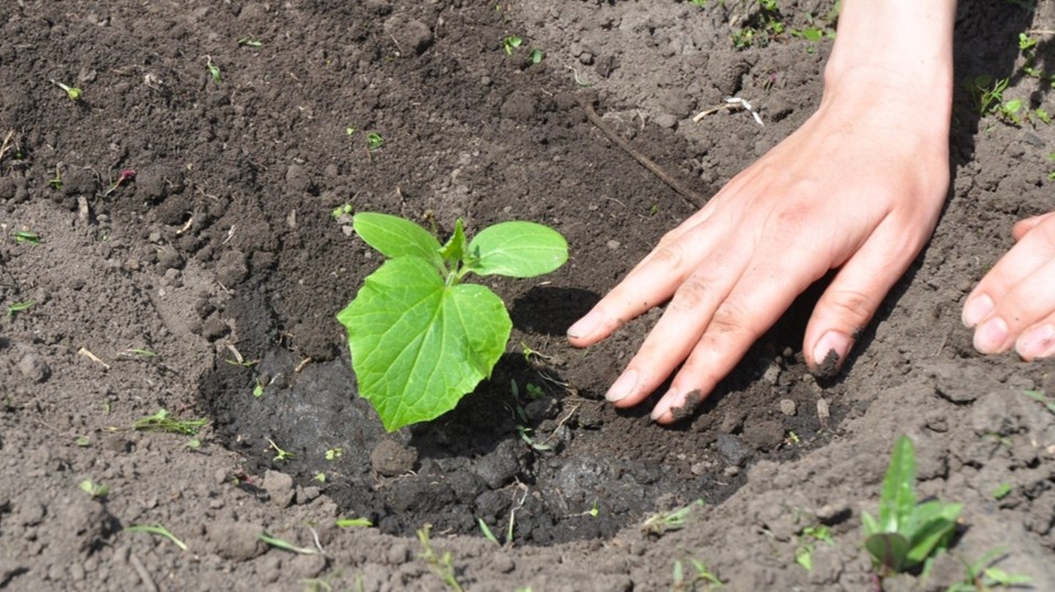 Высадка огурцов в грунт
