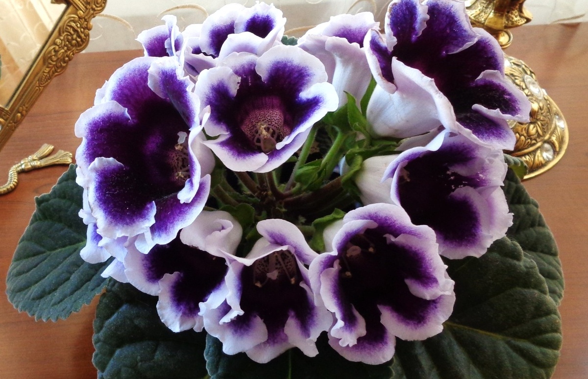 Глоксиния. Фото из архива