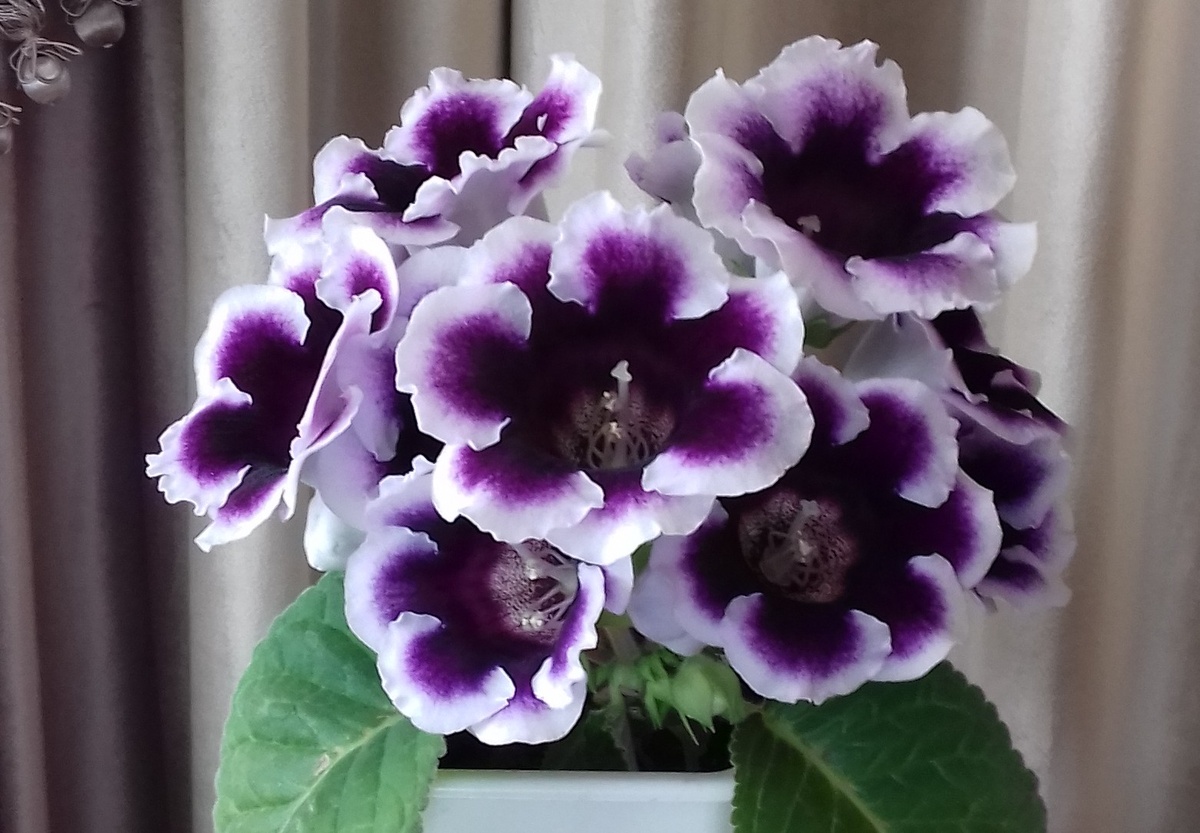 Глоксиния. Фото из архива