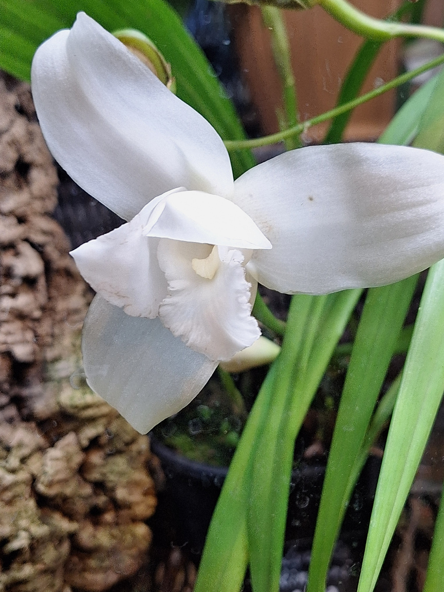 Орхидея в оранжерее. Просто красиво. Фото - собственность автора канала "ТАК НАДО".
