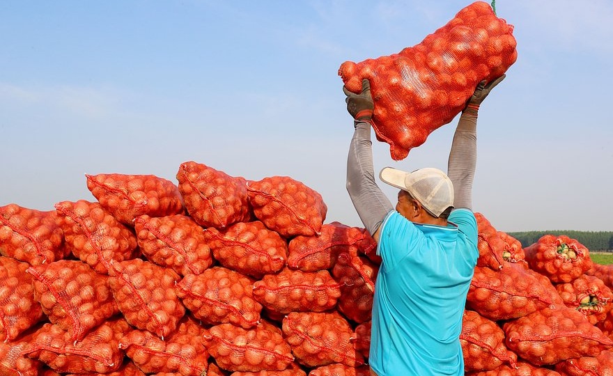 Россия нарастила до максимума закупки китайского картофеля