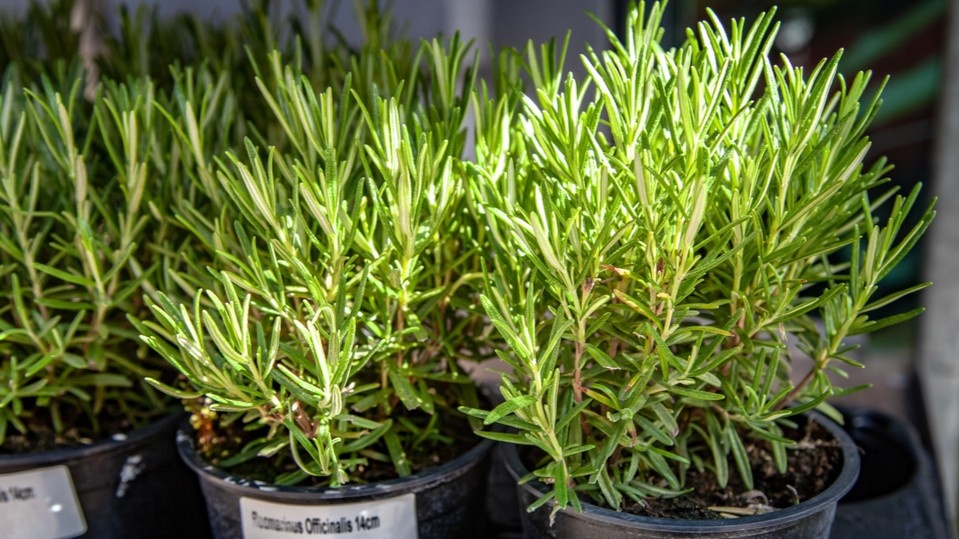 Розмарин в домашних условиях: засыхал 3 раза, пока не нашел причину