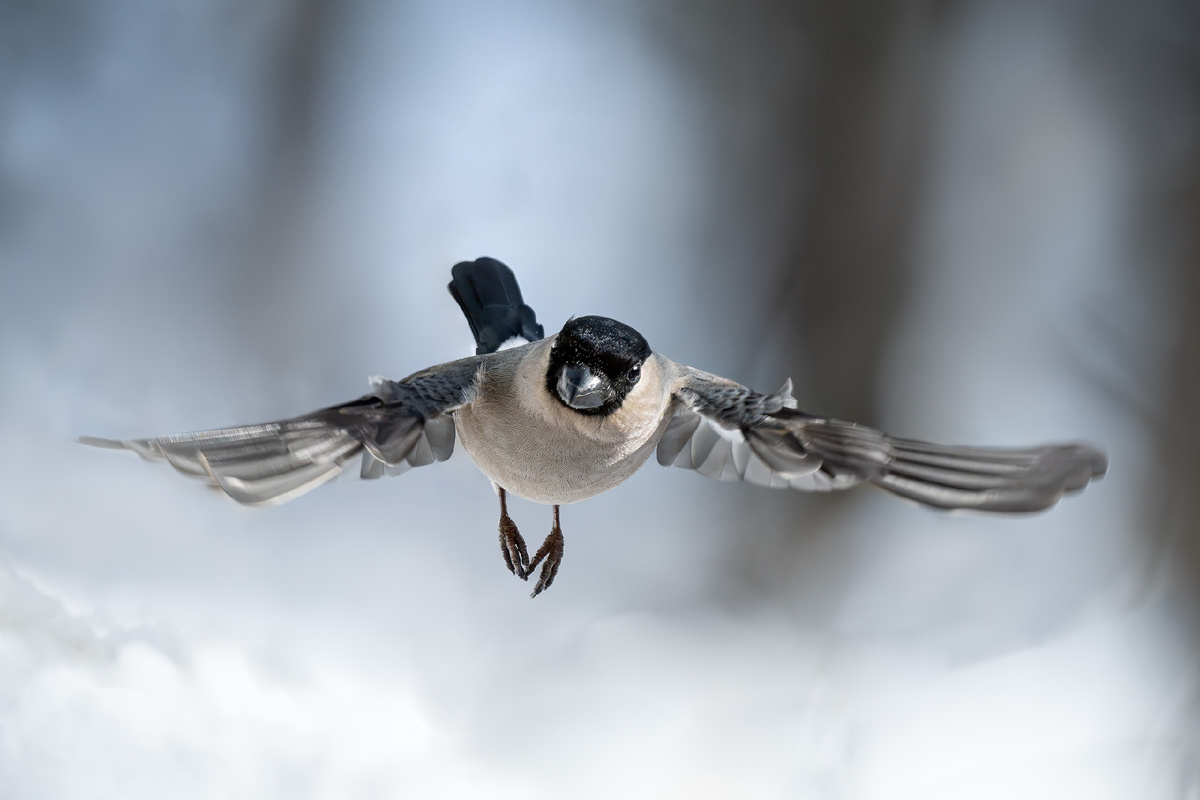 Снегирка приземляется