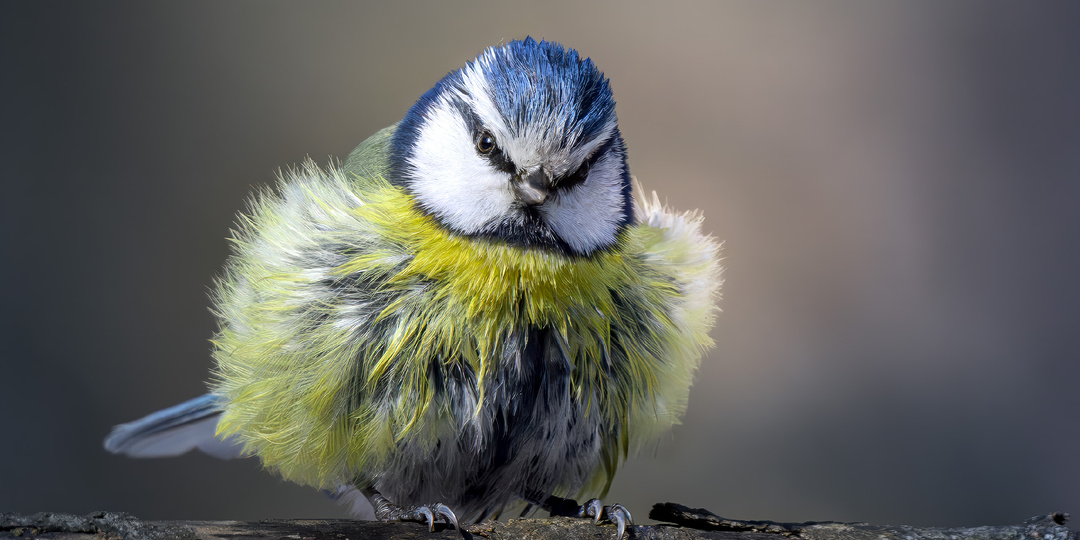 Бронзовый март в Москве. Фото портреты птиц из Измайловского парка.
