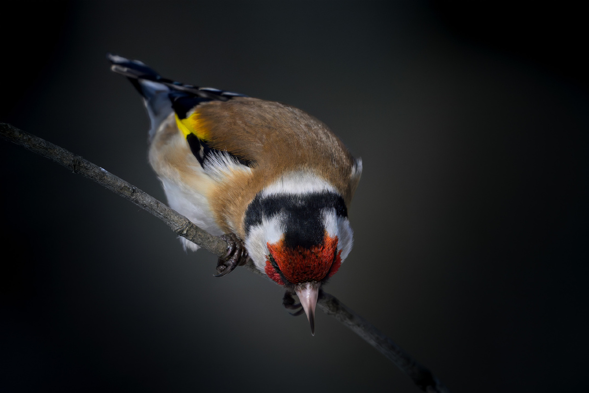 Щегол что-то усмотрел внизу