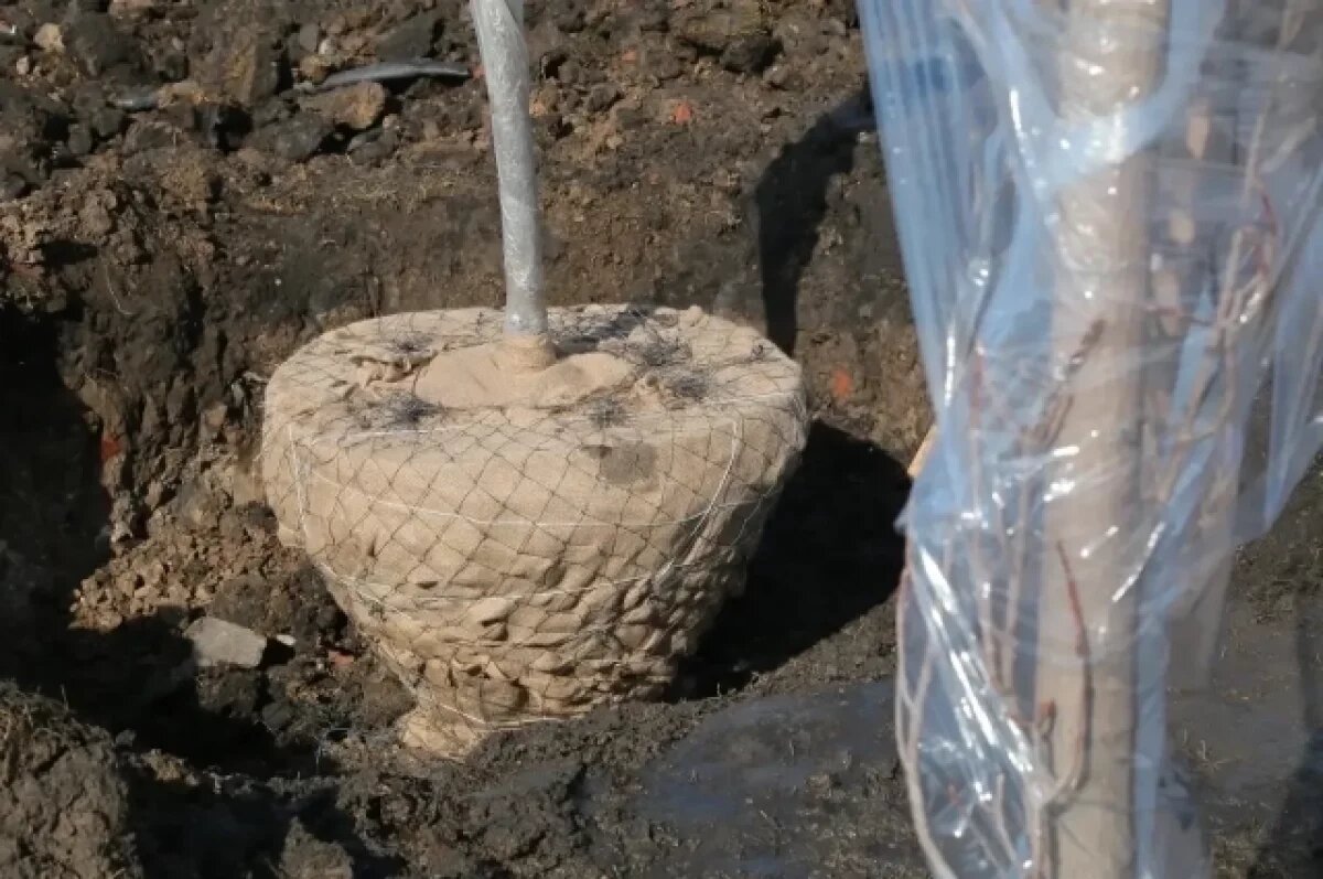    Мэр Омска взял под личный контроль пересадку краснолистных кленов