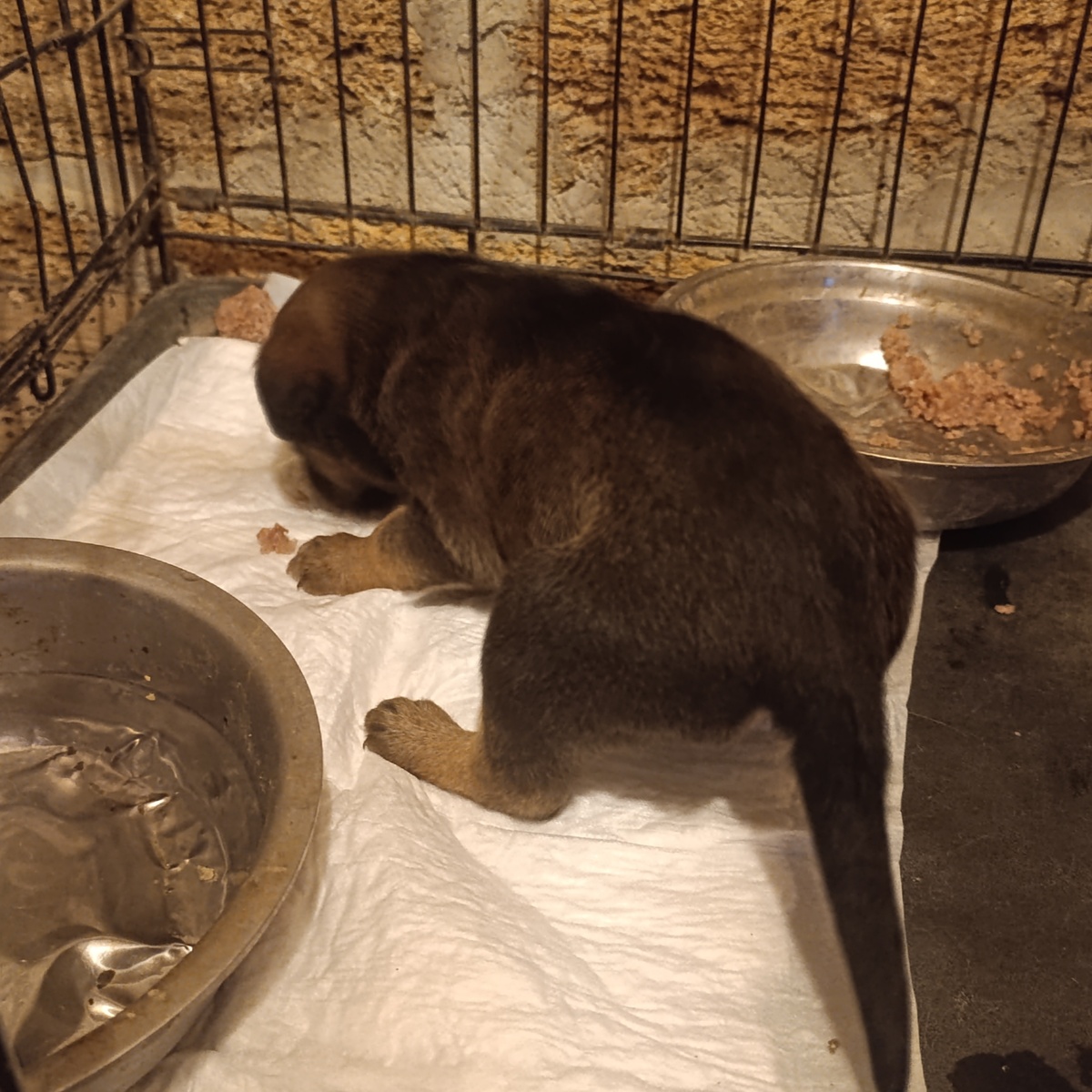 Паштет пришелся по душе!