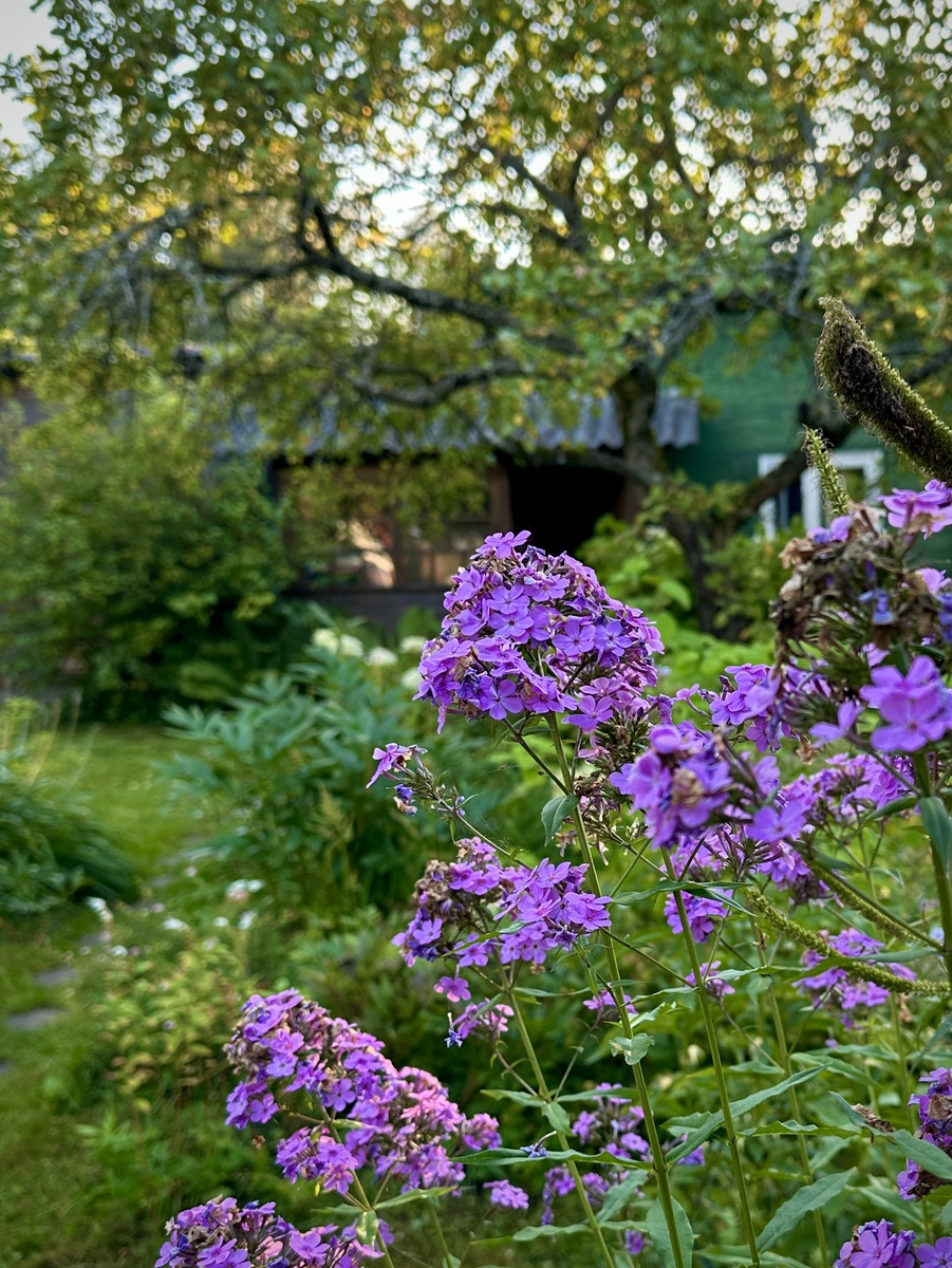 Флоксы мелкоцветковые