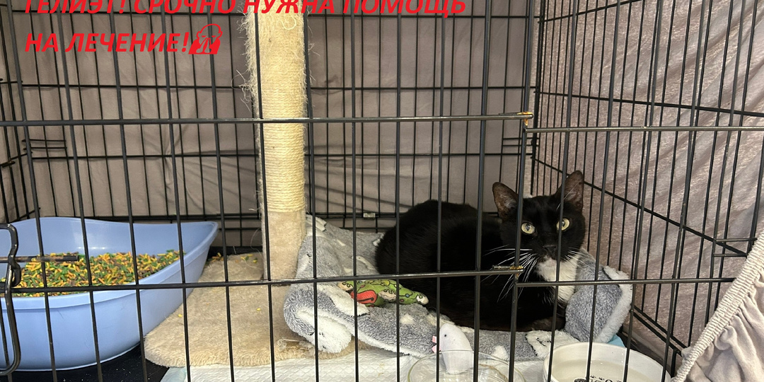 🙏🆘ПОМОГИТЕ ОПЛАТИТЬ ЛЕЧЕНИЕ В СТАЦИОНАРЕ ОСКАРУ🆘🏥