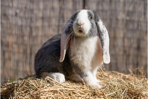 Топ-8 самых долгоживущих пород декоративных кроликов в мире