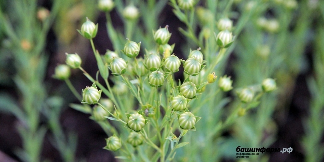 Башкирия значительно увеличила экспорт семян