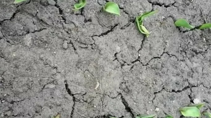 Такой была моя почва до того, как я начал сеять сидераты