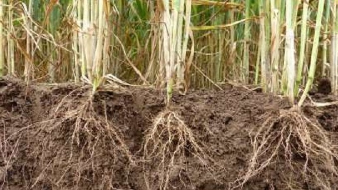 Корни рыхлят верхние 15-20 см — это видно невооруженным глазом