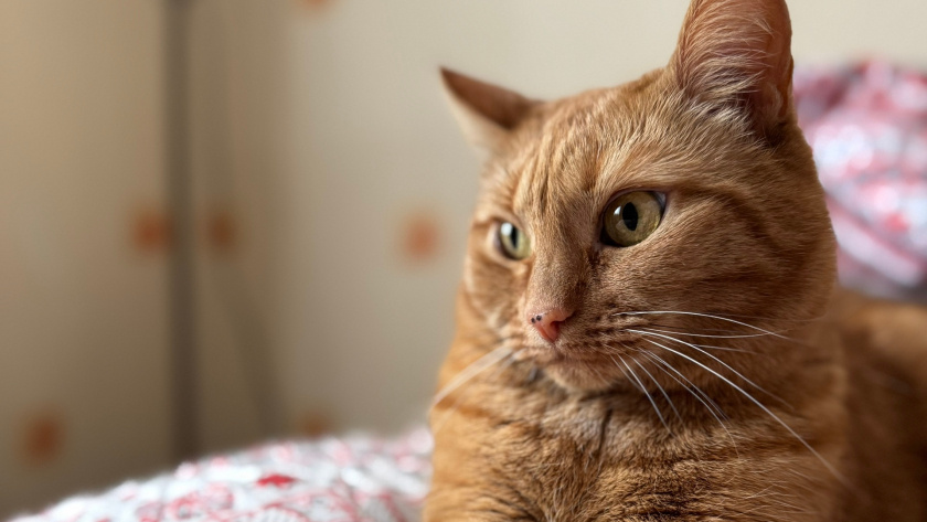    Фото: progorod43.ru