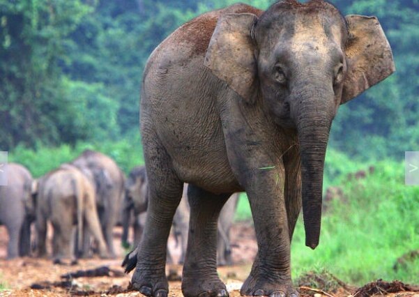 Топ-5 видов слонов по продолжительности жизни: рейтинг с названиями