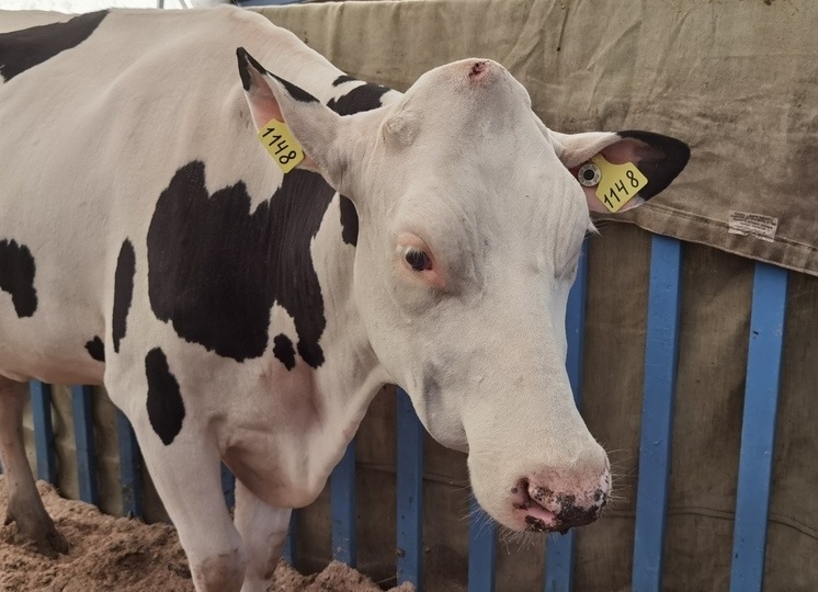 Мошенники наживаются на принудительном забое коров в Новосибирской области