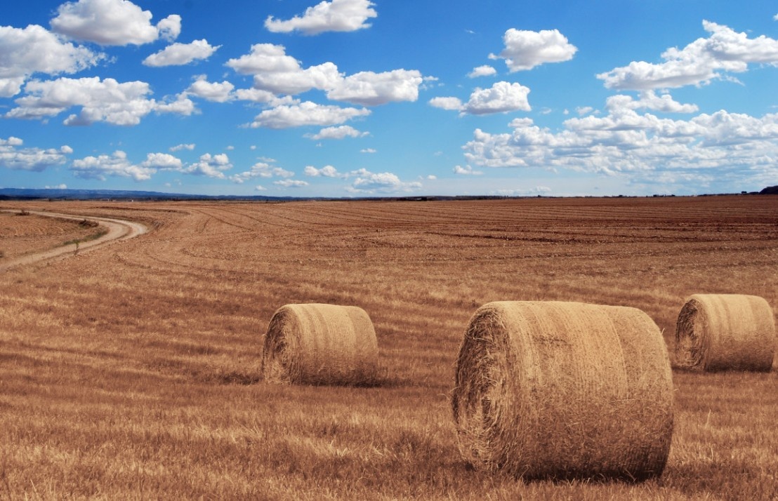    На V Агрофоруме «От науки до практики» в Архангельске обсудили привлечение кадров в АПК