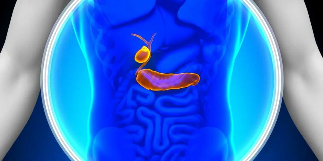 Желчь в организме: зачем она нужна и какие продукты улучшают её отток