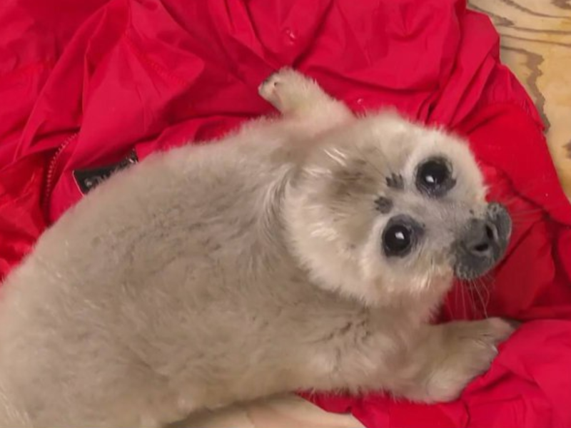 © Фото: t.me/aisttvru