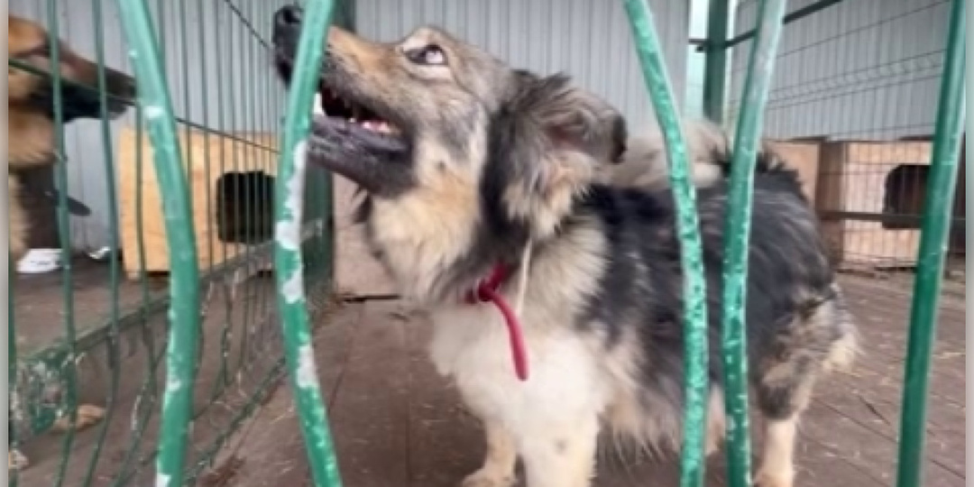 В Курской области приют «Право жить» ищет волонтеров