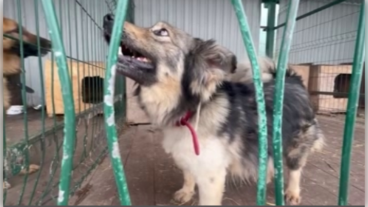    В Курской области приют «Право жить» ищет волонтеров