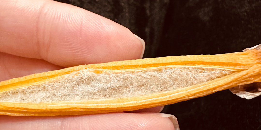 Семенная коробочка созрела