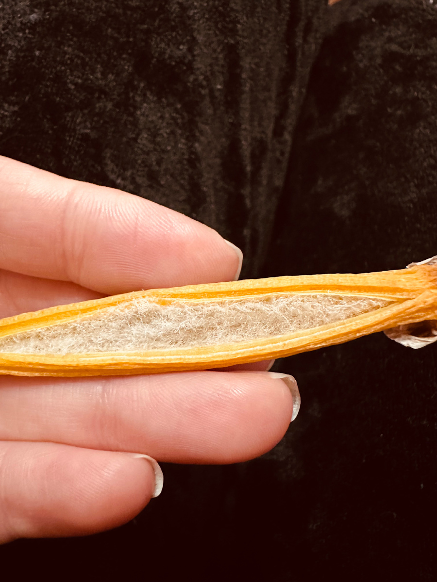 Пустая семенная коробочка