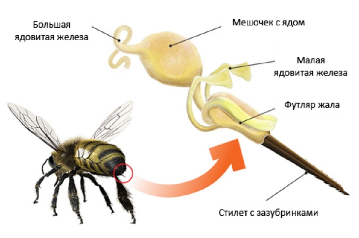    Устройство пчелиного жала. Источник изображения: medside.ru