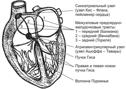 Проводящаяя система сердца