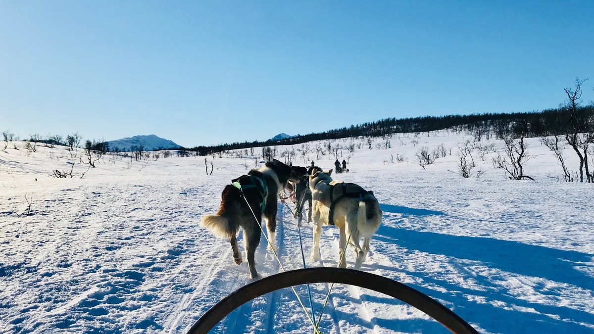    Слаженная работа вожака и каюра — результат тысяч миль взаимного доверия