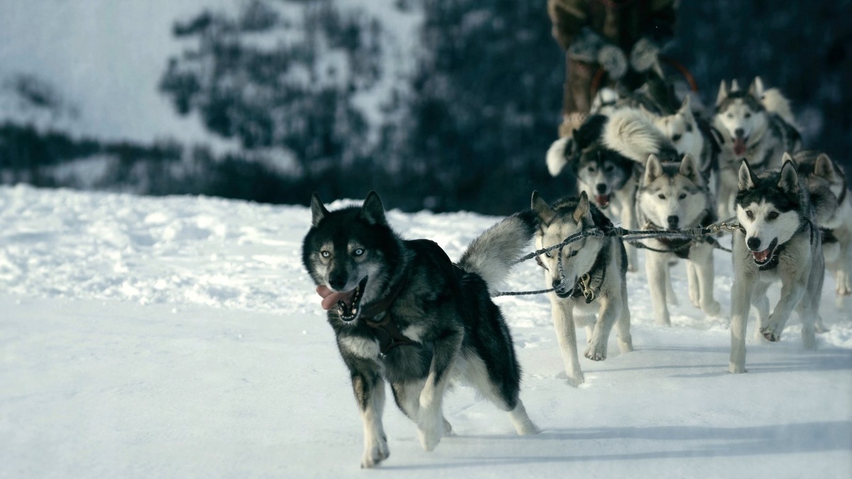    Мудрость, с которой собаки принимают изменения, становится уроком и для человека