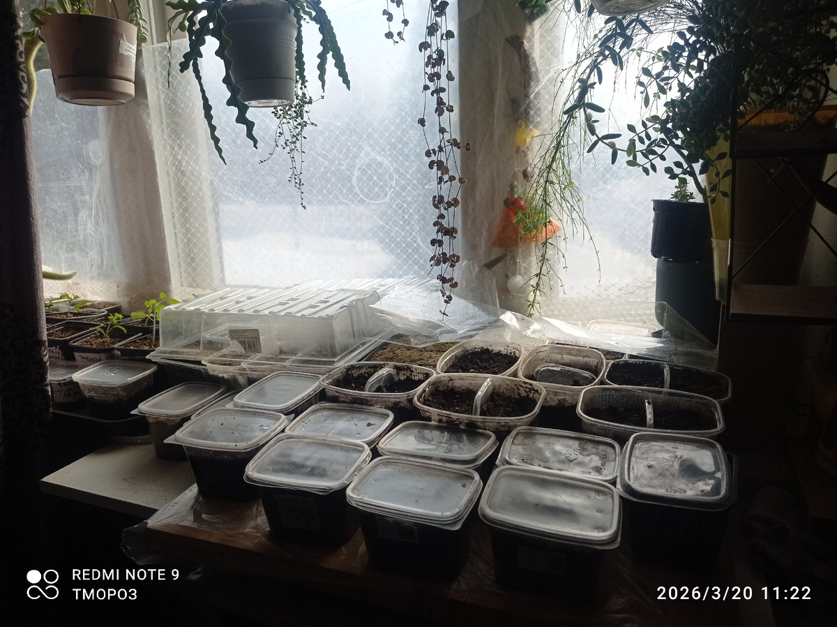 новички пришли