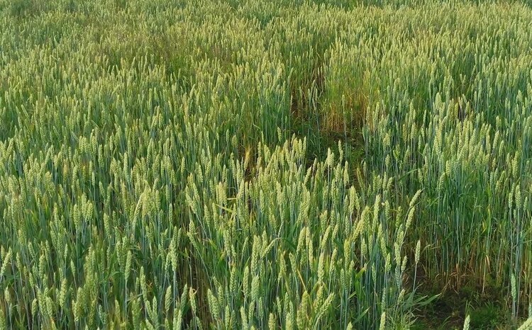    Фото: Лукьянов Дмитрий, AgroXXI.ru