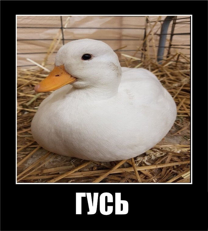 Скорее утка 