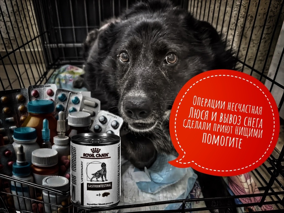 Мы рвем на себе волосы, не знаем, чем кормить! МОЛИМ О ПОМОЩИ ЧИТАЮЩИХ ПОСТ!