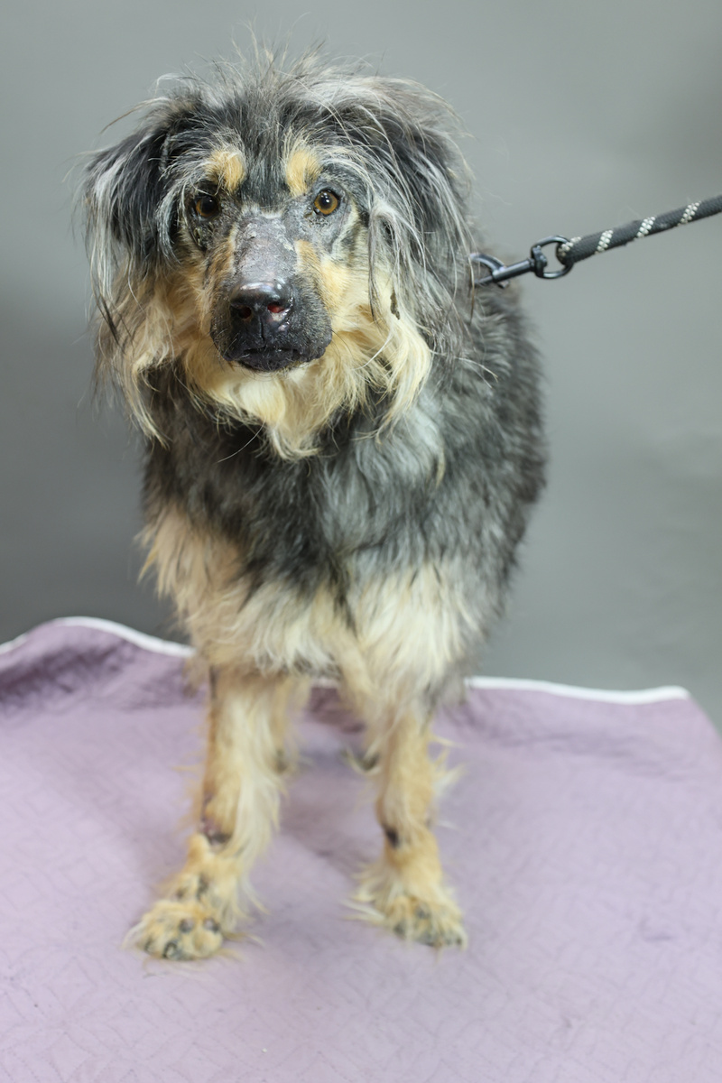 Хвостики нашего хосписа нуждаются в помощи!