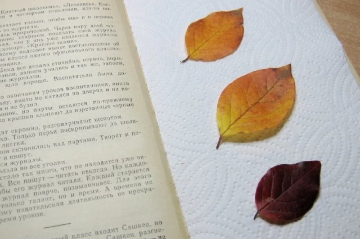    Из Кузбасса в Казахстан отправили 200 засушенных листьев для учёных