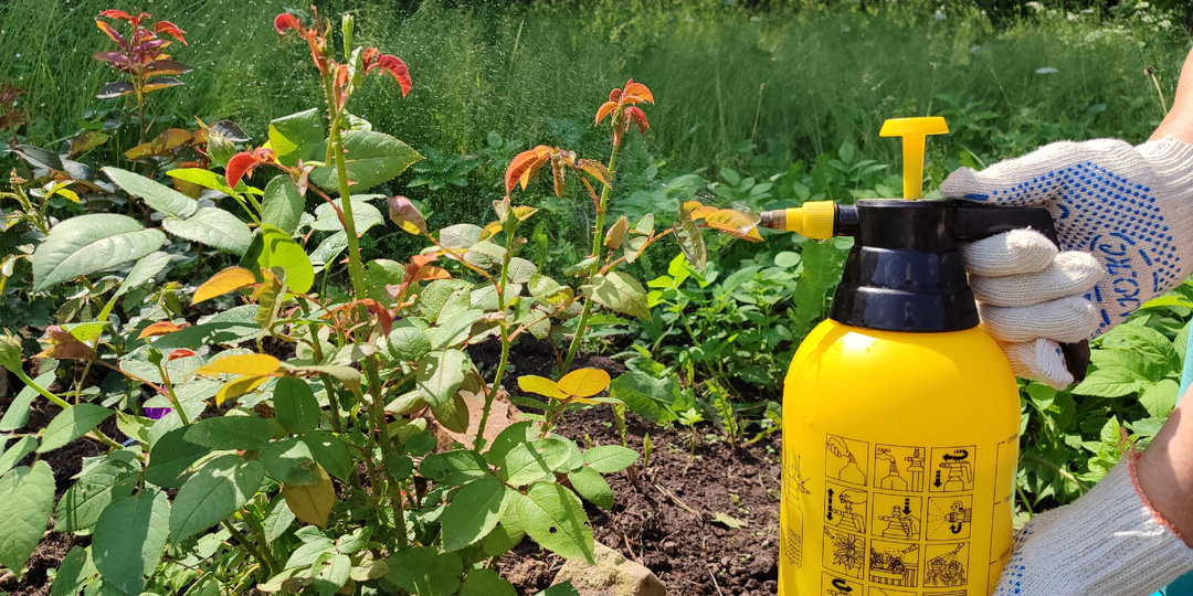 Коктейль для роз весной: встрепенутся даже почерневшие