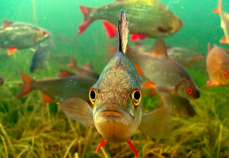     Без захода в воду и только с берега – как законно порыбачить этой весной