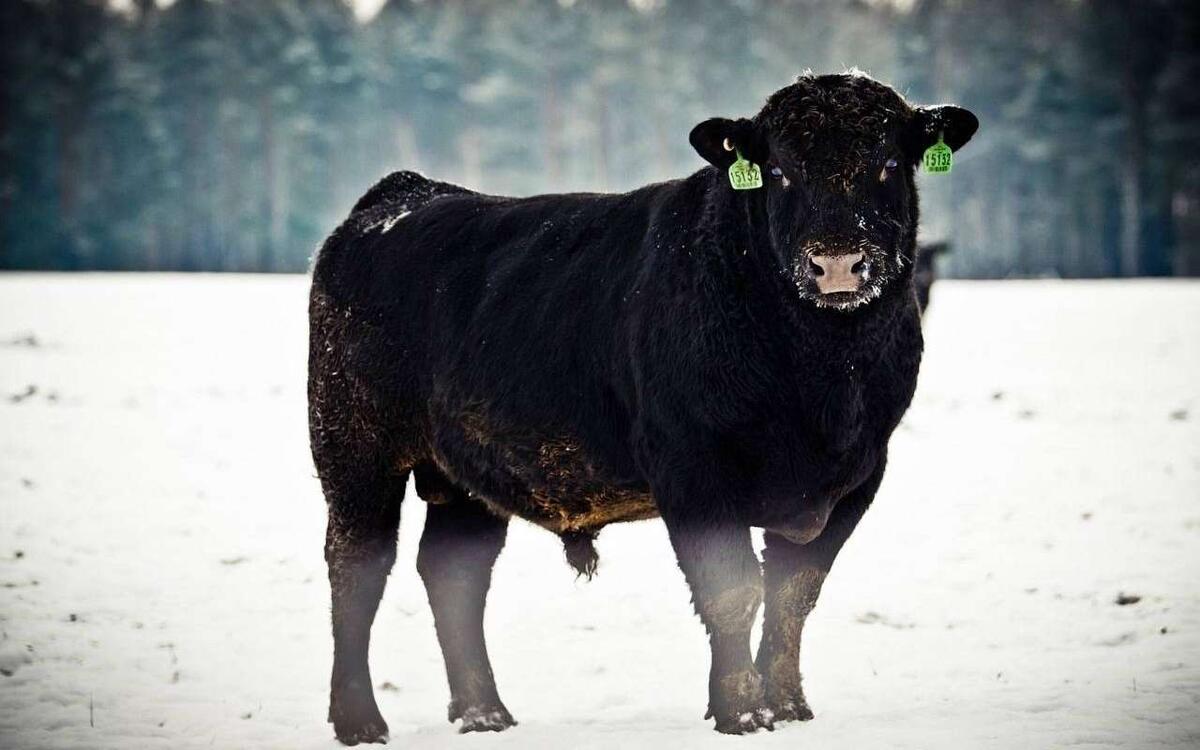    «Мираторг» превратили в виновника сибирского скотобоя — без единого доказательства Фото – группа в ВК «Мираторг»