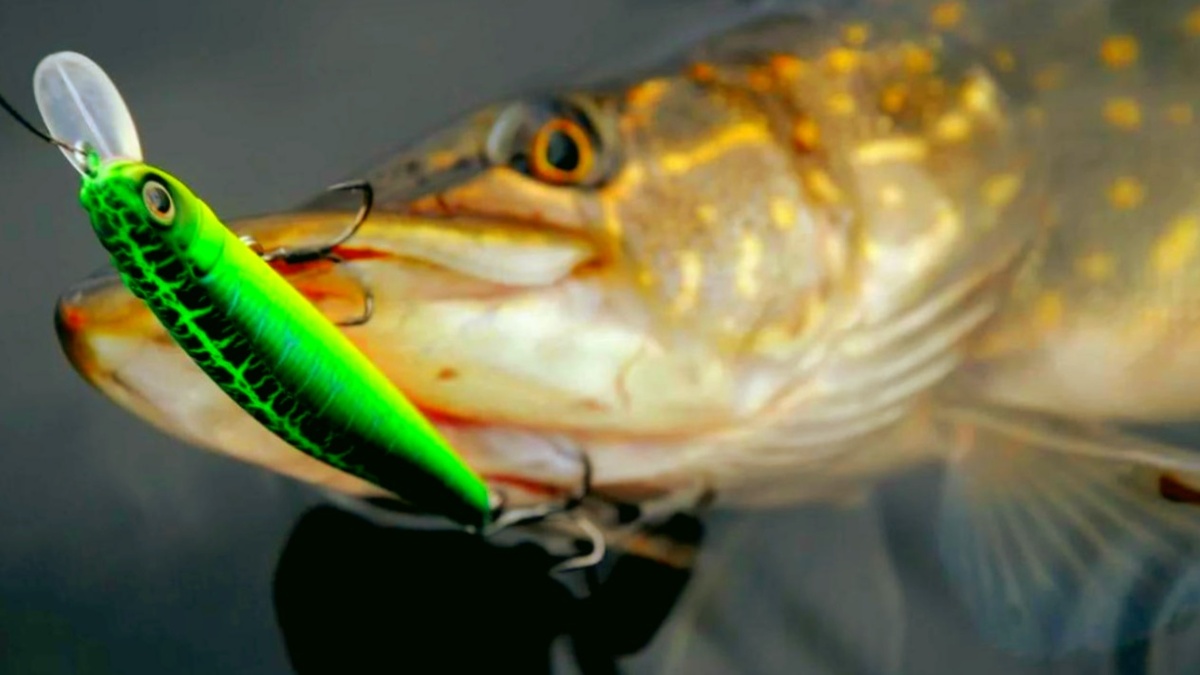 Щука, пойманная на воблер