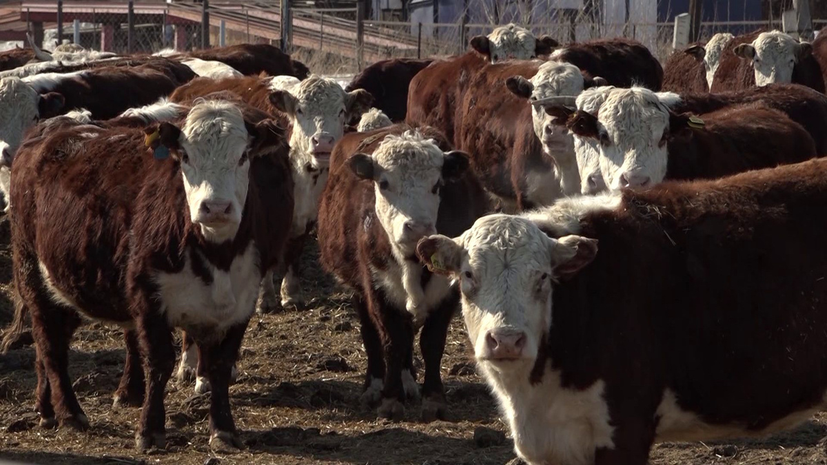 Экспертиза против официальной версии