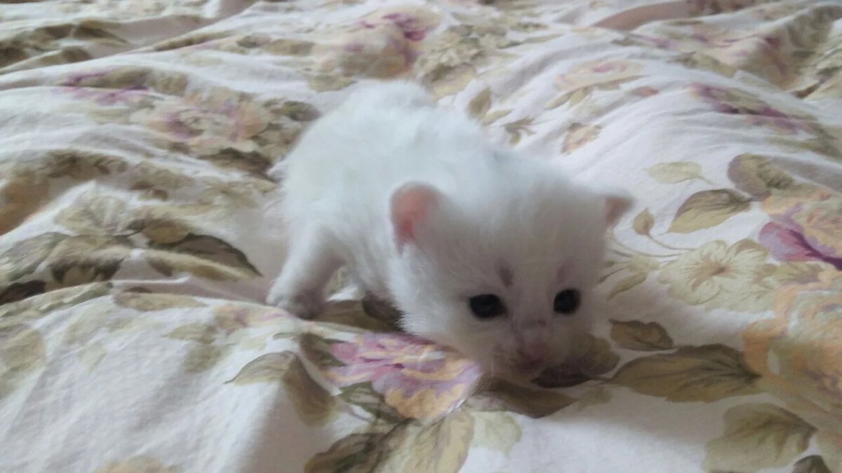 Вот такой был котенок