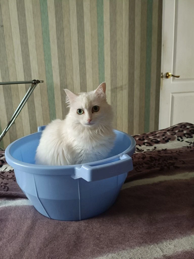 Только поставишь тазик, отвернешься... А в него уже кошачья жижа налилась и требует игрищ