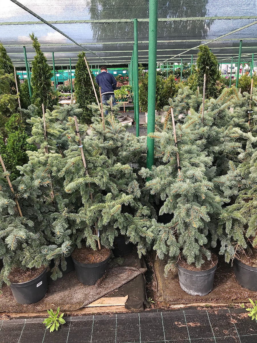 20 мая 2021 года - свежие, здоровые саженцы из польского питомника